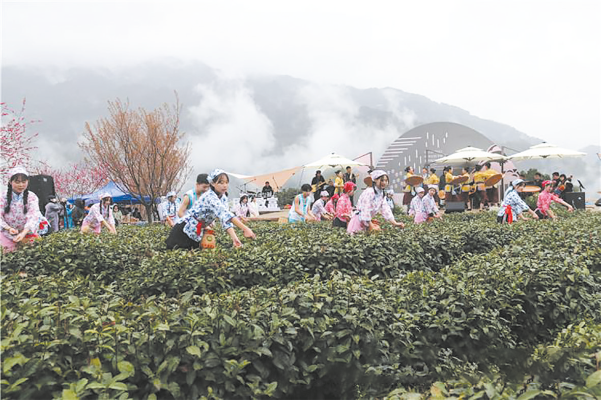 紫阳茶园 迎来采茶季